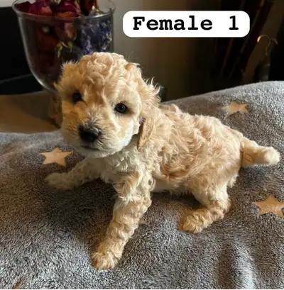 Shih-Poo  puppies, View more