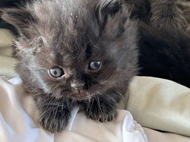 Chatons persans dans Chats et chatons à adopter  à Ville de Montréal - Image 3