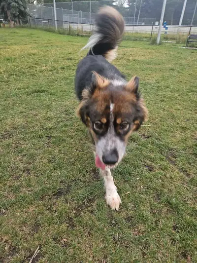 dog walker & pet sitter, View more