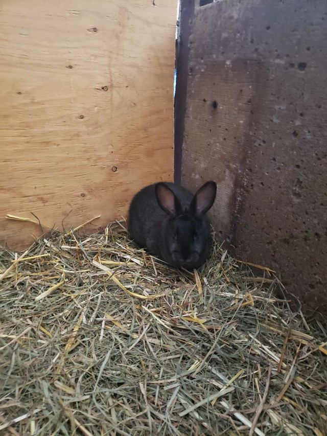 4 rabbits in Small Animals for Rehoming in Red Deer