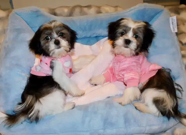 Chiots Malshi  (514-430-1821) in Dogs & Puppies for Rehoming in City of Montréal - Image 4