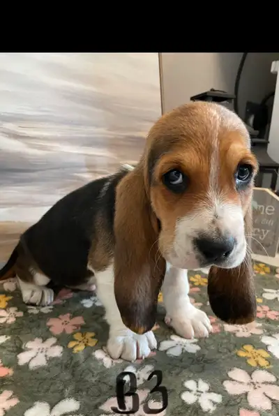 Quality Basset Hound Pups, View more