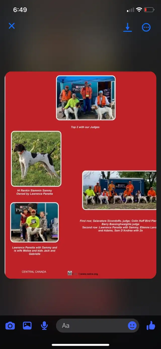German Shorthair Pointer  Puppies Registered in Dogs & Puppies for Rehoming in Windsor Region - Image 9