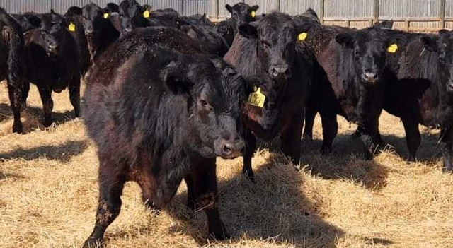 Fancy Black Angus Replacement Heifers in Livestock in Saskatoon - Image 4