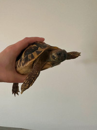 Herman’s Tortoise