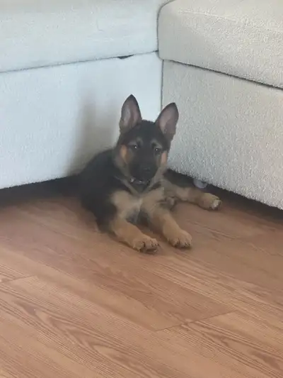 German shepherd puppy, View more