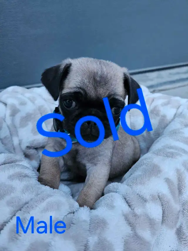 Pug Puppies in Dogs & Puppies for Rehoming in Portage la Prairie - Image 10