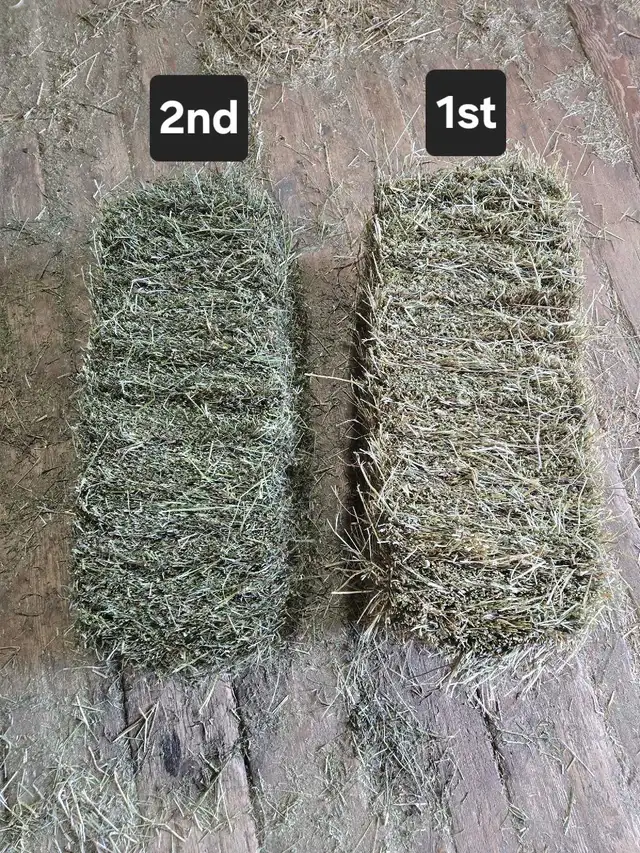 2026 Hay Small Squares 1st cut in Horses & Ponies for Rehoming in Owen Sound - Image 6