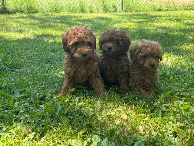 Canadian Kennel Club (CKC) Registered Toy Poodle Puppies in Dogs & Puppies for Rehoming in Oakville / Halton Region - Image 5
