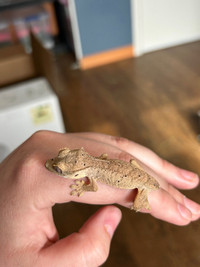 Baby Crested Gecko