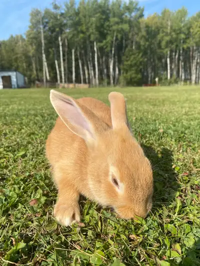 Bunnies for sale, View more