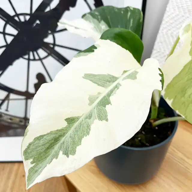 Flash sales on rare monstera wetsticks- 3 wetsticks $100 in Plants, Fertilizer & Soil in City of Toronto - Image 11