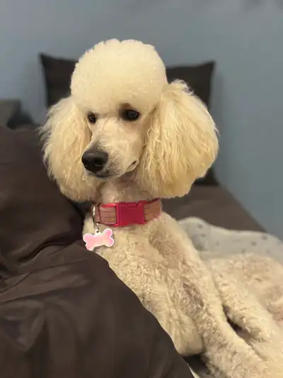 CKC REGISTERED STANDARD POODLE PUPPIES- Prairie Belle Poodles, View more