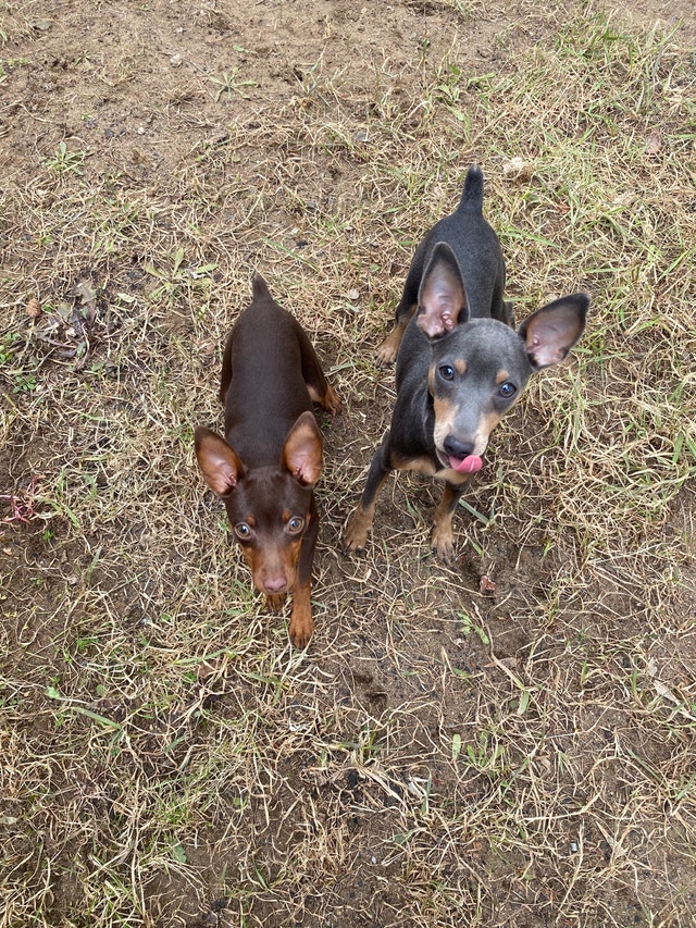 Rare Miniature Pincher Dogs & Puppies for Rehoming Thunder Bay Kijiji