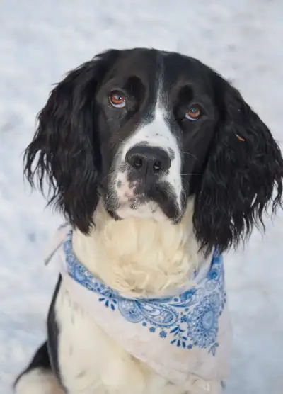 English springer spaniel female, View more