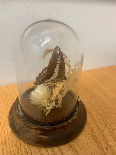 This captivating piece features a real butterfly, delicately preserved within a glass cloche dome on...