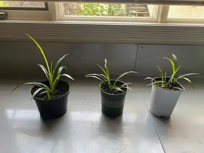 Healthy Spider Plants – Easy-Care Indoor Greenery, View more