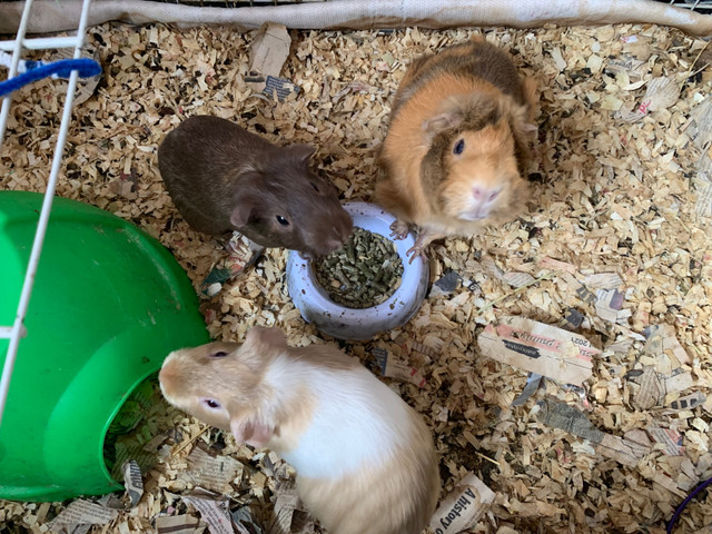 Guinea pigs in Small Animals for Rehoming in Mississauga / Peel Region