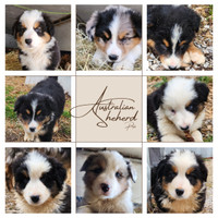 Purebred Australian Shepherd puppies - Ready for a new home