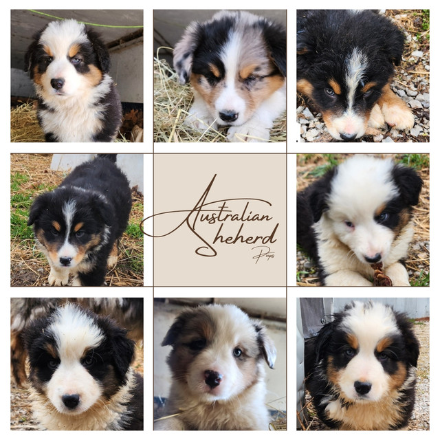 Purebred Australian Shepherd puppies - Ready for a new home in Dogs & Puppies for Rehoming in Owen Sound