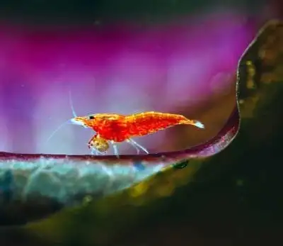 Cherry shrimp , View more