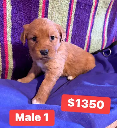 miniature australian retriever puppies, View more