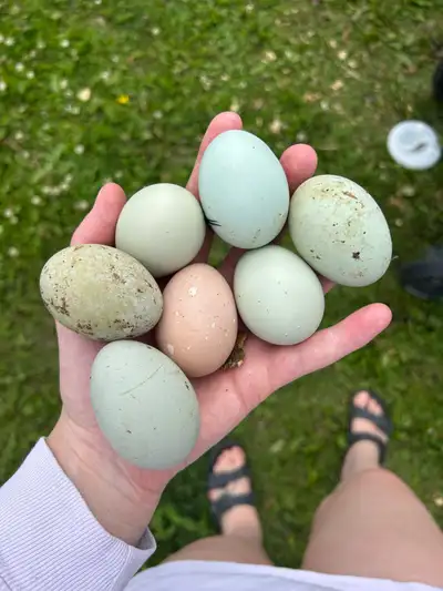 Per dozen. All the chickens run together but we have black copper Maran, black Australorp, americaun...