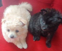 Selling my two Pomeranian female puppies 