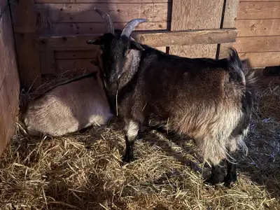 Two friendly Goats - Chicken guardians. , View more