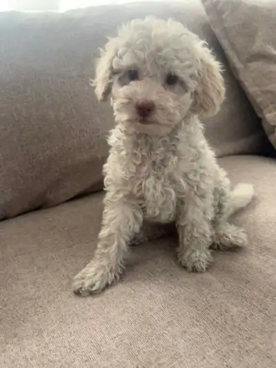 Maltipoo puppies! Please call Or text at (416) 402-7905, View more