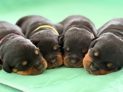 ROTTWEILER PUPPIES - PUREBRED, View more