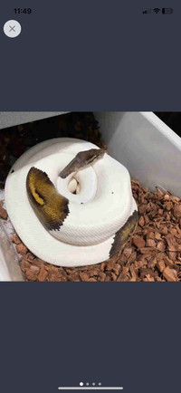 SALE! Ball python proven breeders and juvenile 