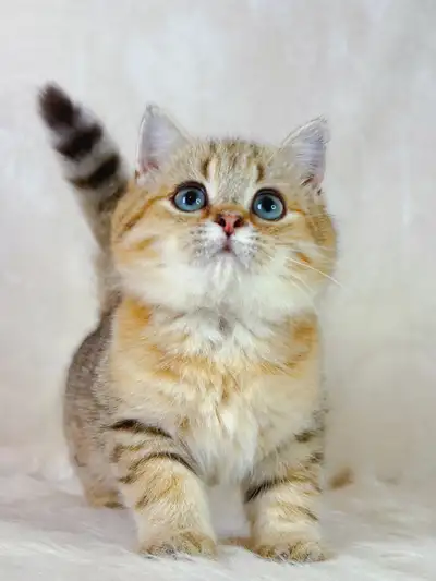 Charming British Shorthair Golden Boy, View more
