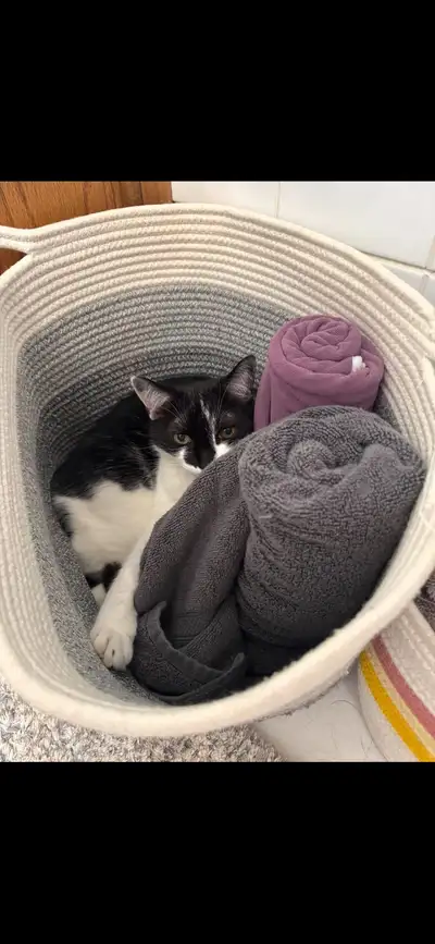 Cat looking for a good home, View more