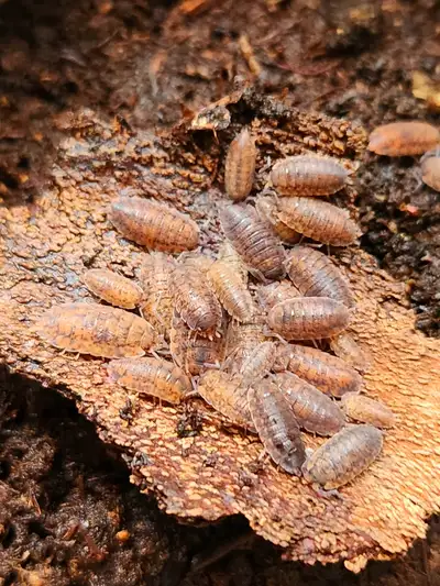Isopods: Pets/Feeders/Bioactive Cleanup Crew, View more