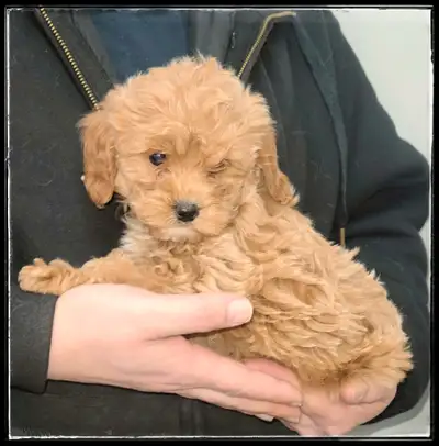 The Crossbreed of Cockapoo with Cavalier King Charles Spaniel - Stunning APRICOT 2 females When you...