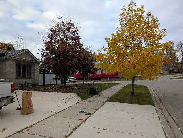 Leaf racking/leaf removal64313483955971122