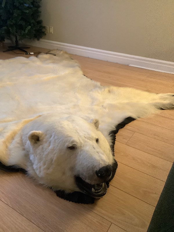 Polar bear skin/rug…immaculate condition. All original paperwork