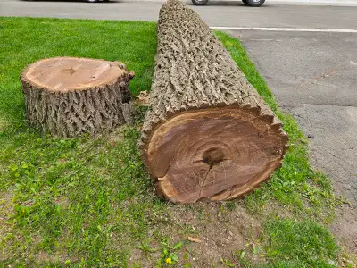 Two black Walnut Logs located in Perth, Ontario. Larger log = 17'-5" L, 27" dia at butt end, 23" dia...