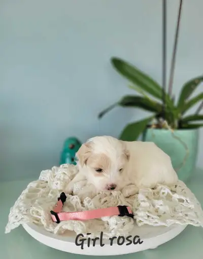 ❤️Introducing our precious Maltipoo puppies! ❤️1 girl and ❤️2 boys Puppies are 5 weeks old now ❤️The...
