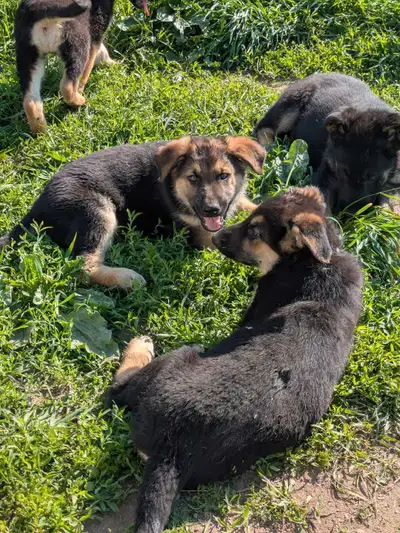 Très jolies CHIOTS BERGER ALLEMANDS, View more