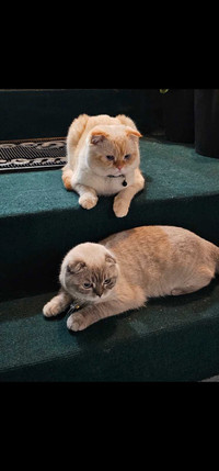 Scottish fold 