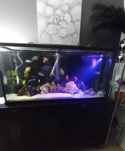 55 gallon fish tank, View more