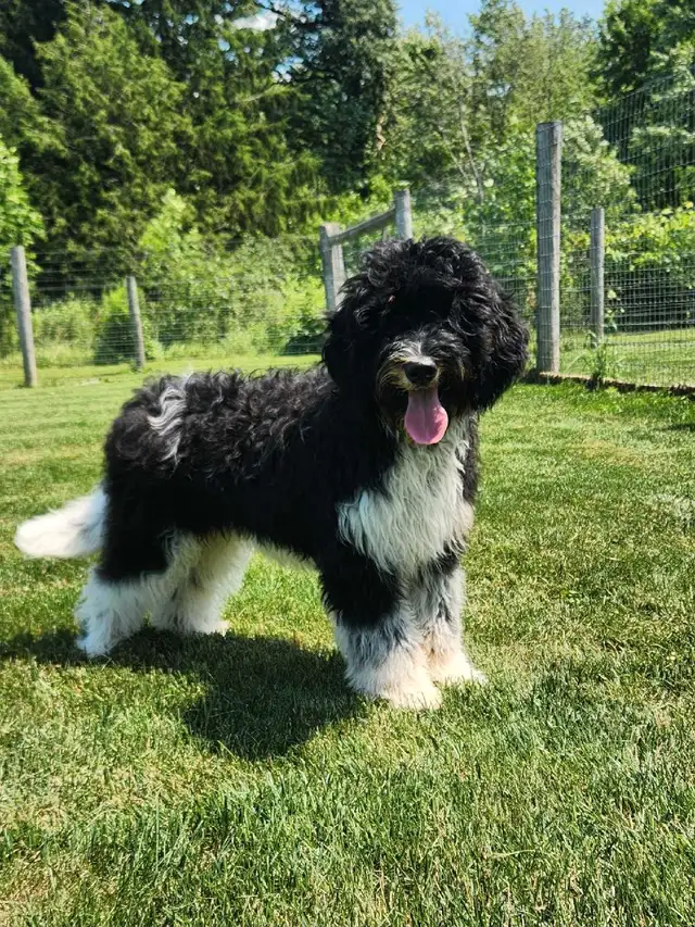 bernedoodle in Dogs & Puppies for Rehoming in Stratford - Image 2
