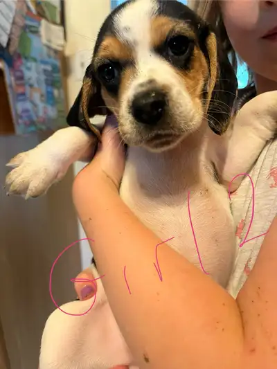 beagle puppies for sale, View more