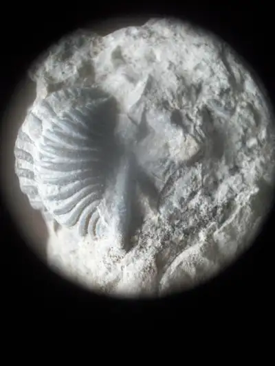 FLEXICALYMENE FOSSIL TRILOBITE IN LIMESTONE MATRIX, View more