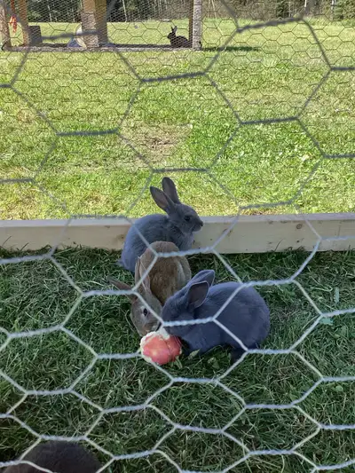 Very friendly and sweet, looking for a new home! I have two litters for sale, The gray rabbits are a...