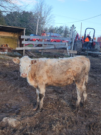 Short horn charolais cross heifer 1 year old .