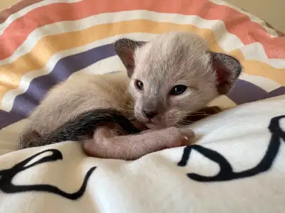 Chatons siamois oriental 2 femelles 2 mâles seront prêt a quitter le 30 juin. Élevé en liberté en mi...