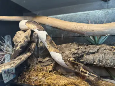 Ball python - piebald 1.0, View more